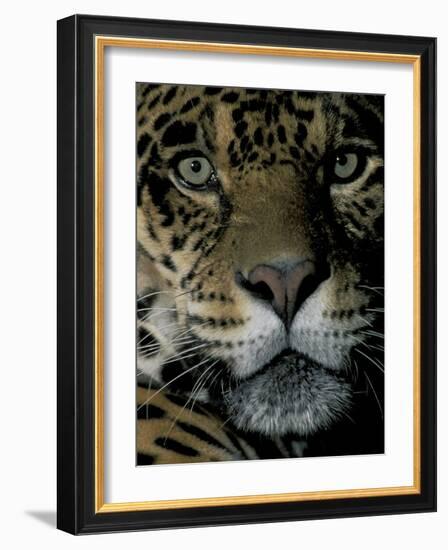 Jaguar, Madre de Dios, Peru-Andres Morya-Framed Photographic Print