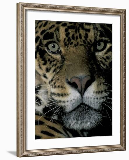 Jaguar, Madre de Dios, Peru-Andres Morya-Framed Photographic Print