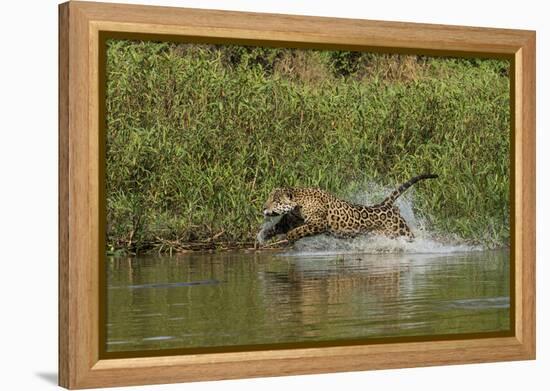 Jaguar male, chasing a Caiman. Cuiaba River, Pantanal, Brazil-Jeff Foott-Framed Premier Image Canvas