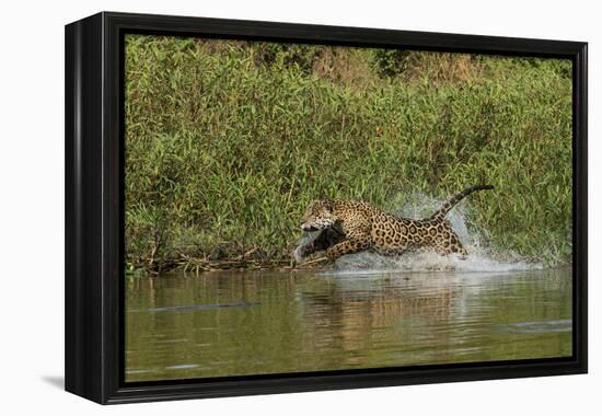 Jaguar male, chasing a Caiman. Cuiaba River, Pantanal, Brazil-Jeff Foott-Framed Premier Image Canvas