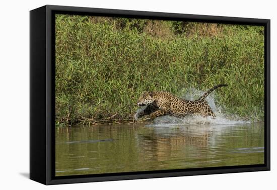 Jaguar male, chasing a Caiman. Cuiaba River, Pantanal, Brazil-Jeff Foott-Framed Premier Image Canvas