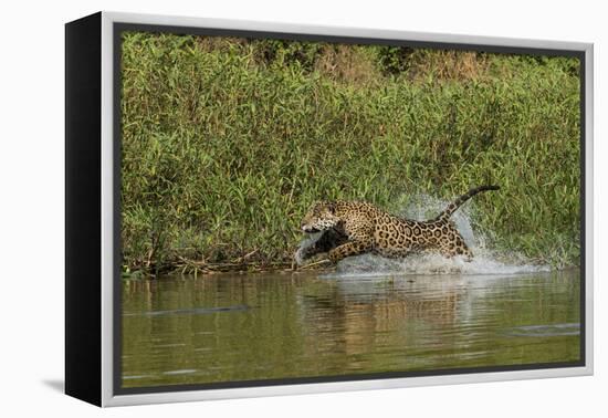 Jaguar male, chasing a Caiman. Cuiaba River, Pantanal, Brazil-Jeff Foott-Framed Premier Image Canvas