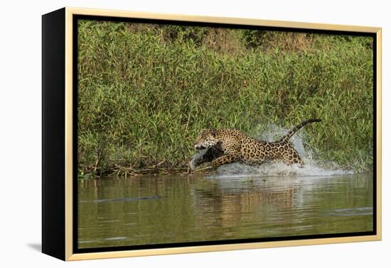 Jaguar male, chasing a Caiman. Cuiaba River, Pantanal, Brazil-Jeff Foott-Framed Premier Image Canvas