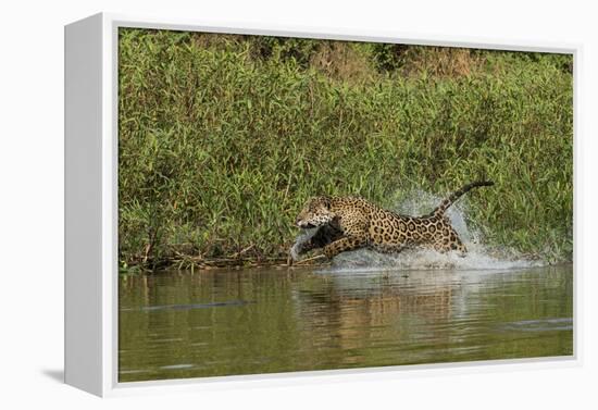 Jaguar male, chasing a Caiman. Cuiaba River, Pantanal, Brazil-Jeff Foott-Framed Premier Image Canvas