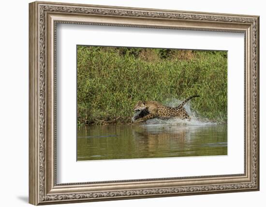 Jaguar male, chasing a Caiman. Cuiaba River, Pantanal, Brazil-Jeff Foott-Framed Photographic Print