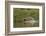 Jaguar male, chasing a Caiman. Cuiaba River, Pantanal, Brazil-Jeff Foott-Framed Photographic Print