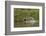 Jaguar male, chasing a Caiman. Cuiaba River, Pantanal, Brazil-Jeff Foott-Framed Photographic Print