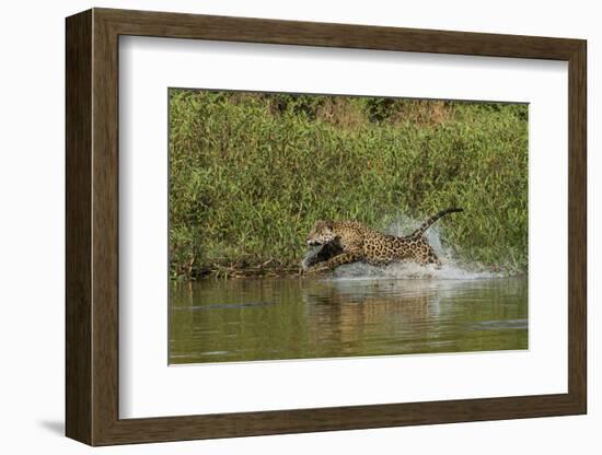 Jaguar male, chasing a Caiman. Cuiaba River, Pantanal, Brazil-Jeff Foott-Framed Photographic Print