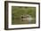 Jaguar male, chasing a Caiman. Cuiaba River, Pantanal, Brazil-Jeff Foott-Framed Photographic Print