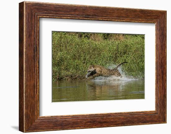 Jaguar male, chasing a Caiman. Cuiaba River, Pantanal, Brazil-Jeff Foott-Framed Photographic Print