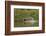 Jaguar male, chasing a Caiman. Cuiaba River, Pantanal, Brazil-Jeff Foott-Framed Photographic Print