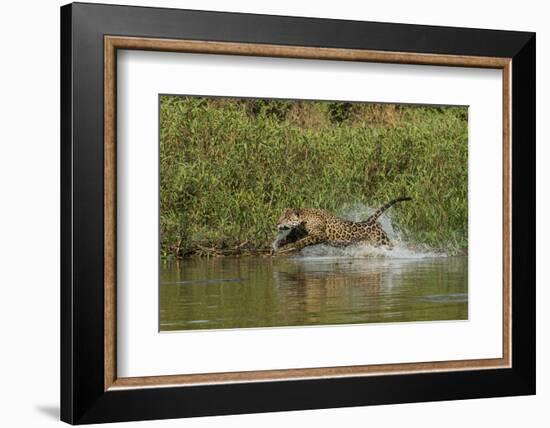 Jaguar male, chasing a Caiman. Cuiaba River, Pantanal, Brazil-Jeff Foott-Framed Photographic Print