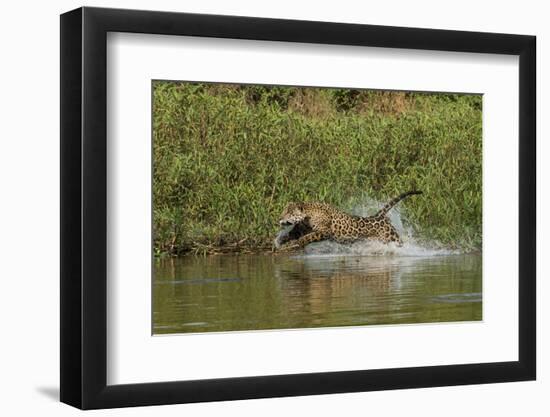 Jaguar male, chasing a Caiman. Cuiaba River, Pantanal, Brazil-Jeff Foott-Framed Photographic Print