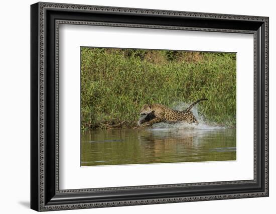 Jaguar male, chasing a Caiman. Cuiaba River, Pantanal, Brazil-Jeff Foott-Framed Photographic Print