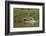 Jaguar male, chasing a Caiman. Cuiaba River, Pantanal, Brazil-Jeff Foott-Framed Photographic Print