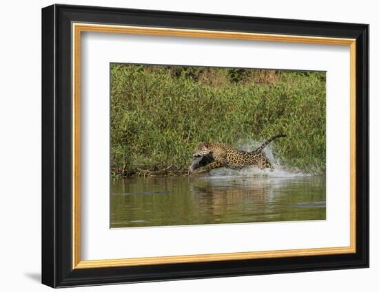 Jaguar male, chasing a Caiman. Cuiaba River, Pantanal, Brazil-Jeff Foott-Framed Photographic Print