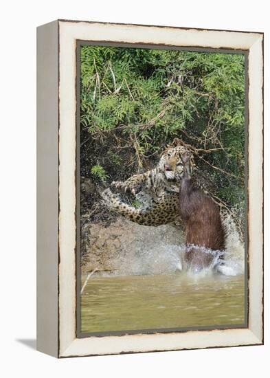 Jaguar male, hunting Capybara. Cuiaba River, Pantanal, Brazil-Jeff Foott-Framed Premier Image Canvas