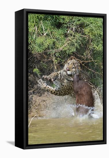 Jaguar male, hunting Capybara. Cuiaba River, Pantanal, Brazil-Jeff Foott-Framed Premier Image Canvas