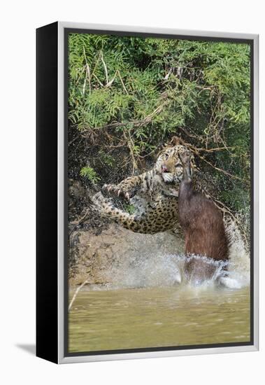 Jaguar male, hunting Capybara. Cuiaba River, Pantanal, Brazil-Jeff Foott-Framed Premier Image Canvas