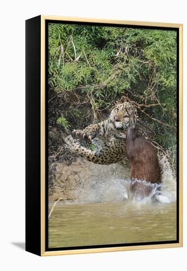 Jaguar male, hunting Capybara. Cuiaba River, Pantanal, Brazil-Jeff Foott-Framed Premier Image Canvas