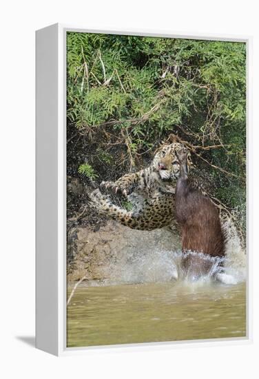 Jaguar male, hunting Capybara. Cuiaba River, Pantanal, Brazil-Jeff Foott-Framed Premier Image Canvas