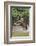 Jaguar male, hunting Capybara. Cuiaba River, Pantanal, Brazil-Jeff Foott-Framed Photographic Print