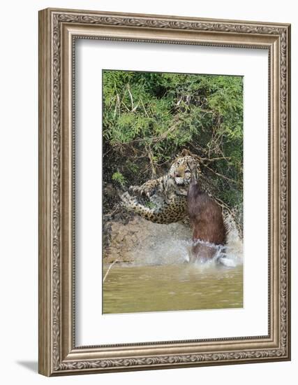 Jaguar male, hunting Capybara. Cuiaba River, Pantanal, Brazil-Jeff Foott-Framed Photographic Print