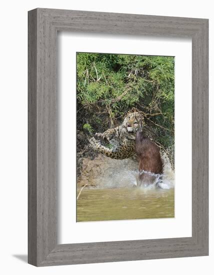 Jaguar male, hunting Capybara. Cuiaba River, Pantanal, Brazil-Jeff Foott-Framed Photographic Print