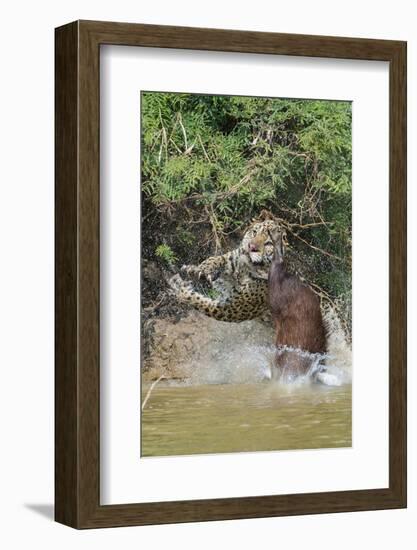 Jaguar male, hunting Capybara. Cuiaba River, Pantanal, Brazil-Jeff Foott-Framed Photographic Print