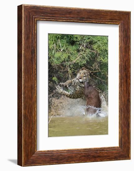 Jaguar male, hunting Capybara. Cuiaba River, Pantanal, Brazil-Jeff Foott-Framed Photographic Print