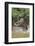 Jaguar male, hunting Capybara. Cuiaba River, Pantanal, Brazil-Jeff Foott-Framed Photographic Print