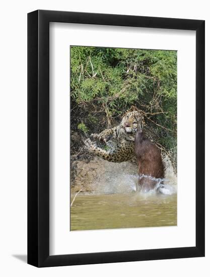 Jaguar male, hunting Capybara. Cuiaba River, Pantanal, Brazil-Jeff Foott-Framed Photographic Print