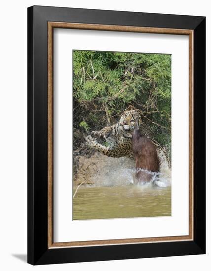 Jaguar male, hunting Capybara. Cuiaba River, Pantanal, Brazil-Jeff Foott-Framed Photographic Print