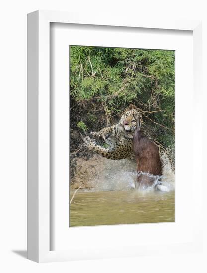 Jaguar male, hunting Capybara. Cuiaba River, Pantanal, Brazil-Jeff Foott-Framed Photographic Print