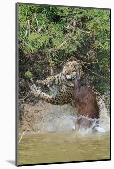 Jaguar male, hunting Capybara. Cuiaba River, Pantanal, Brazil-Jeff Foott-Mounted Photographic Print