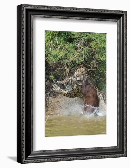 Jaguar male, hunting Capybara. Cuiaba River, Pantanal, Brazil-Jeff Foott-Framed Photographic Print