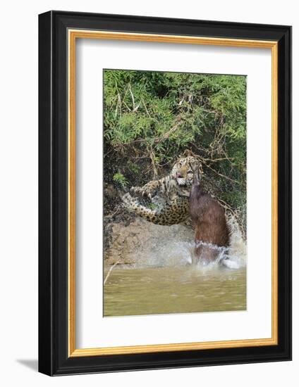 Jaguar male, hunting Capybara. Cuiaba River, Pantanal, Brazil-Jeff Foott-Framed Photographic Print