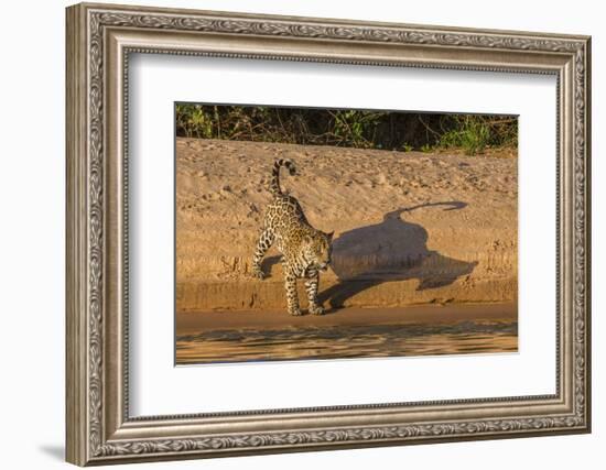 Jaguar on river bank, Cuiaba River, Pantanal Matogrossense National Park, Pantanal, Brazil-Jeff Foott-Framed Photographic Print