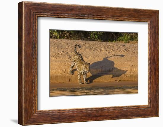 Jaguar on river bank, Cuiaba River, Pantanal Matogrossense National Park, Pantanal, Brazil-Jeff Foott-Framed Photographic Print