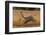 Jaguar on river bank, Cuiaba River, Pantanal Matogrossense National Park, Pantanal, Brazil-Jeff Foott-Framed Photographic Print