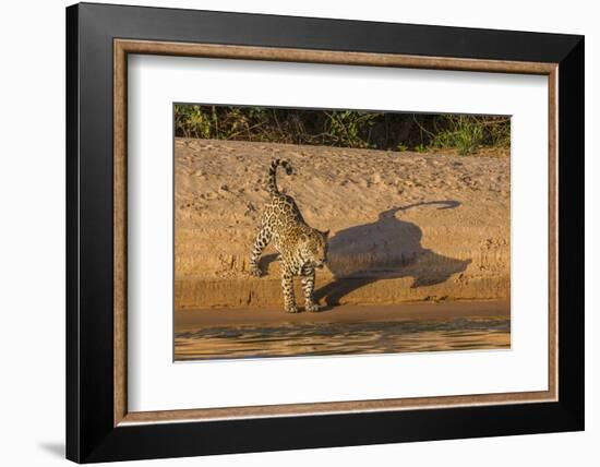 Jaguar on river bank, Cuiaba River, Pantanal Matogrossense National Park, Pantanal, Brazil-Jeff Foott-Framed Photographic Print