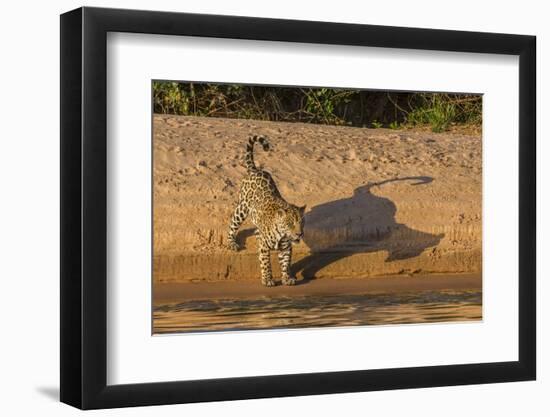 Jaguar on river bank, Cuiaba River, Pantanal Matogrossense National Park, Pantanal, Brazil-Jeff Foott-Framed Photographic Print