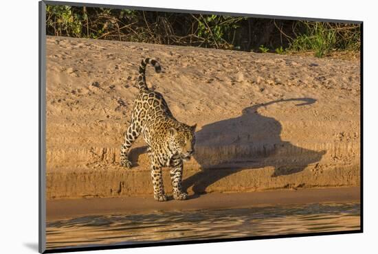 Jaguar on river bank, Cuiaba River, Pantanal Matogrossense National Park, Pantanal, Brazil-Jeff Foott-Mounted Photographic Print