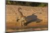 Jaguar on river bank, Cuiaba River, Pantanal Matogrossense National Park, Pantanal, Brazil-Jeff Foott-Mounted Photographic Print