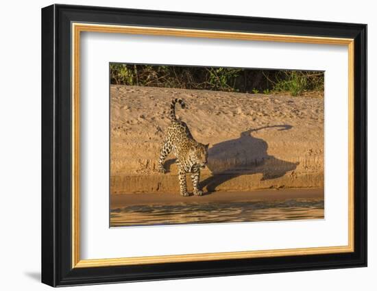 Jaguar on river bank, Cuiaba River, Pantanal Matogrossense National Park, Pantanal, Brazil-Jeff Foott-Framed Photographic Print