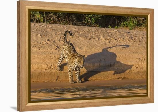 Jaguar on river bank, Cuiaba River, Pantanal Matogrossense National Park, Pantanal, Brazil-Jeff Foott-Framed Premier Image Canvas