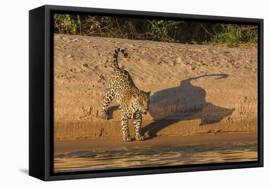 Jaguar on river bank, Cuiaba River, Pantanal Matogrossense National Park, Pantanal, Brazil-Jeff Foott-Framed Premier Image Canvas