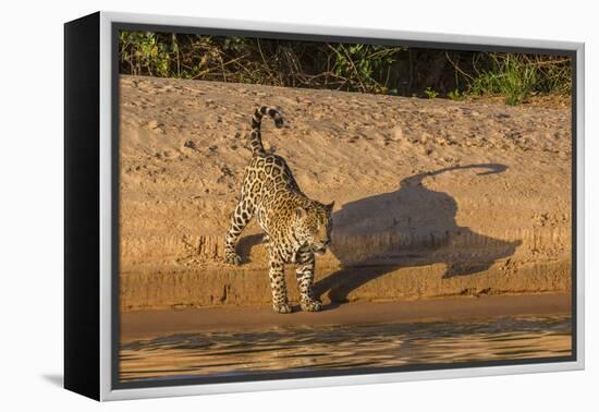 Jaguar on river bank, Cuiaba River, Pantanal Matogrossense National Park, Pantanal, Brazil-Jeff Foott-Framed Premier Image Canvas