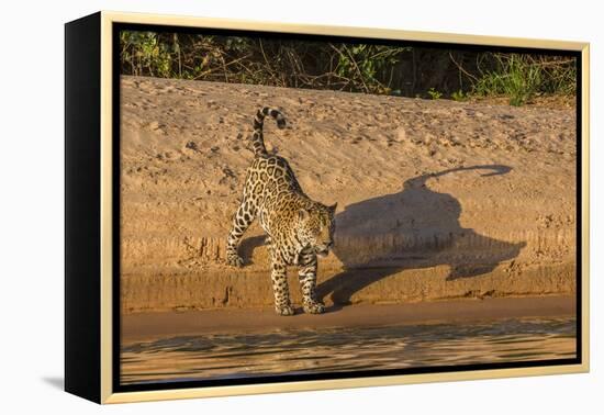 Jaguar on river bank, Cuiaba River, Pantanal Matogrossense National Park, Pantanal, Brazil-Jeff Foott-Framed Premier Image Canvas