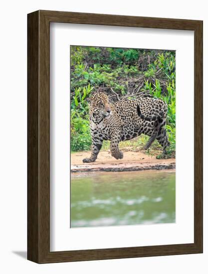 Jaguar (Panthera onca) at riverside, Pantanal Wetlands, Brazil-null-Framed Photographic Print